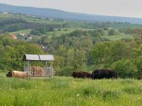 Bio Galloway Jungbullen und Absetzer Rheinland-Pfalz - Quirnbach Vorschau