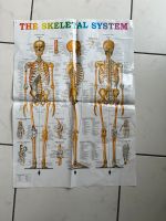 Anatomie Plakat DIN A2 Nordrhein-Westfalen - Herten Vorschau