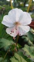 Geranium Storchschnabel weiß-rosa getopfte Staude 1,50 € Nordrhein-Westfalen - Paderborn Vorschau