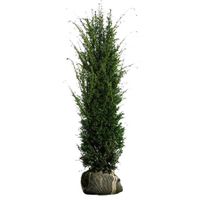 Eibe - Taxus 'Baccata' ab 100 - 120 cm Nordrhein-Westfalen - Ibbenbüren Vorschau