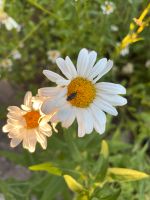 Blumensamen Blumen Samen Wiesen-Margerite Insekten Insel Bayern - Neunkirchen a. Brand Vorschau