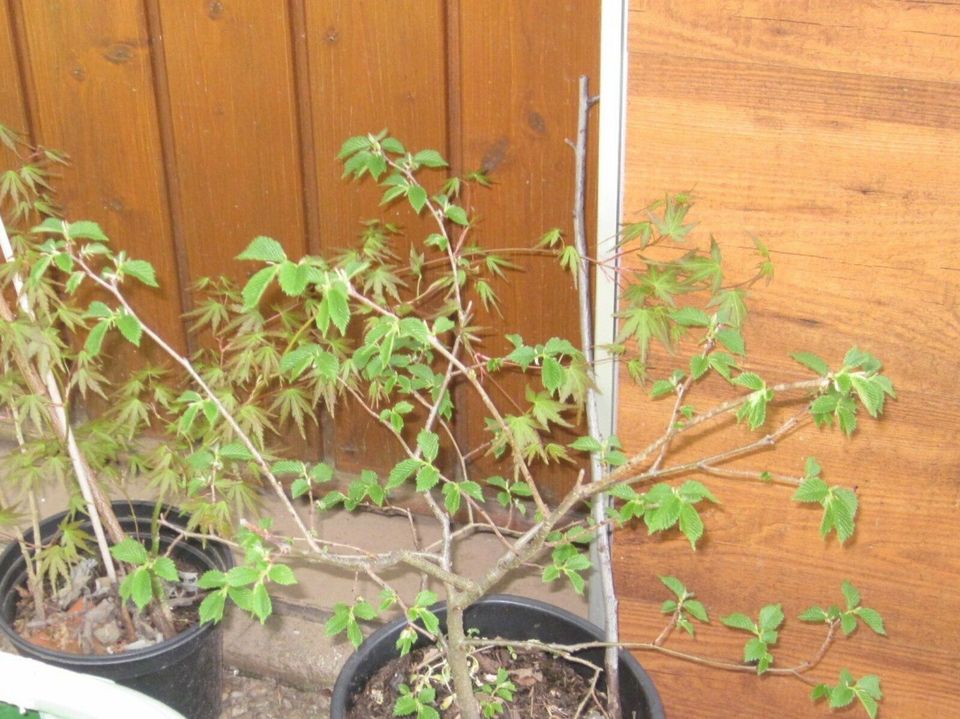 Hibiskus Fächerahorn Birke Hainbuche Haselnuss Ulme Buchsbaum in Pforzheim