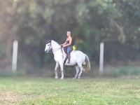 Reitbeteiligung klassisch vertikal - Pferd sucht Reiter Sachsen - Plauen Vorschau