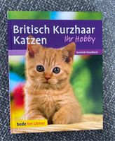 Britisch Kurzhaar Katzen, Ihr Hobby Rheinland-Pfalz - Rheinbreitbach Vorschau