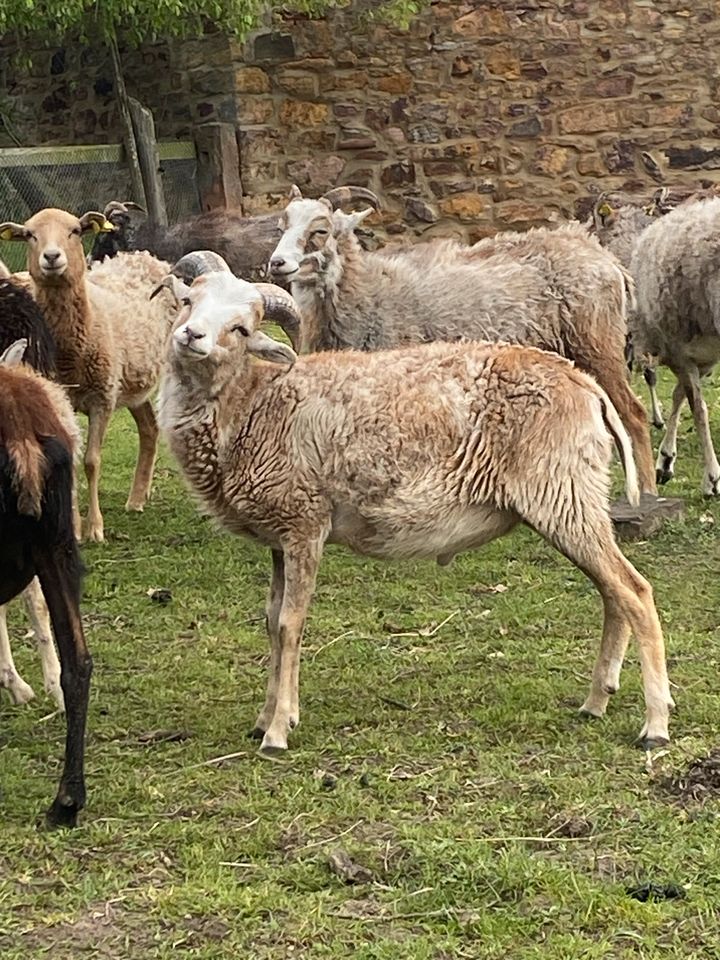 Schafbock sucht neue Herde in Ochtmersleben