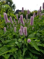 Knöterich (Persicaria) Niedersachsen - Weyhe Vorschau