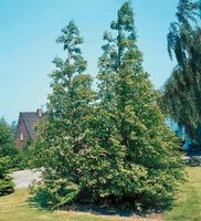 Urwelt-Mammutbaum Metasequoia glyptostroboides Jungpflanze Nordrhein-Westfalen - Simmerath Vorschau