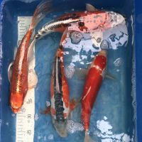 Koi: Hi Shusui, Butterfly Hariwake, Kujaku, Kohaku, 35-40 cm Nordrhein-Westfalen - Wachtendonk Vorschau