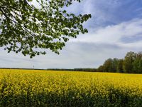 Grundstück/ Haus/ Wohnung mieten/ kaufen in Leupoldshain Sachsen - Struppen Vorschau