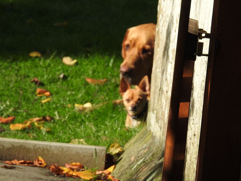 Hundetraining, Mobile Hundeschule "Freilauf" SB in Saarbrücken