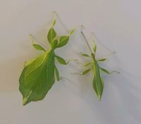Wandelndes Blatt  Phyllium philippinicum Nymphen ! Hessen - Hanau Vorschau