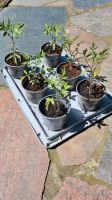 Tomaten Pflanzen Wildtomate Humboldt Hessen - Mittenaar Vorschau