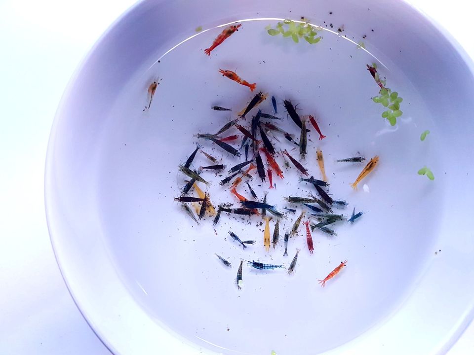 10 Stk. schöne bunte Mix Garnelen Neocaridina in Essen