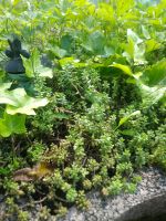 Diverse Ableger von Gartenpflanzen Rheinland-Pfalz - Niederfischbach Vorschau