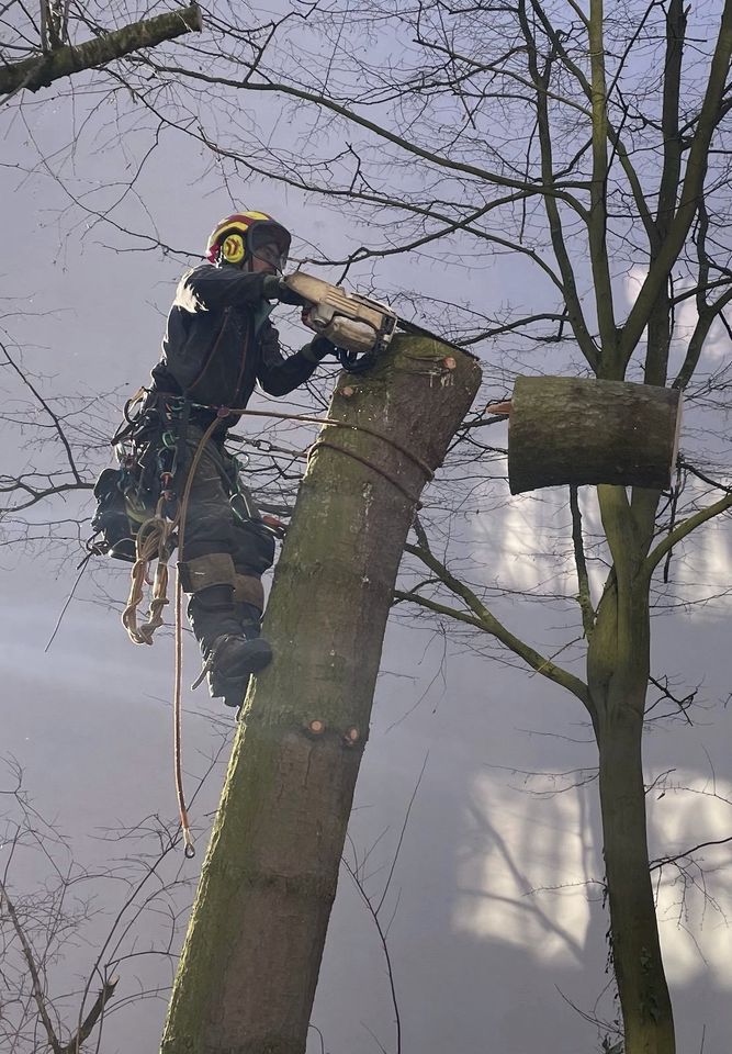 Baumpflege - Baumfällungen - Ast absägen - Baumkletterer in Hannover