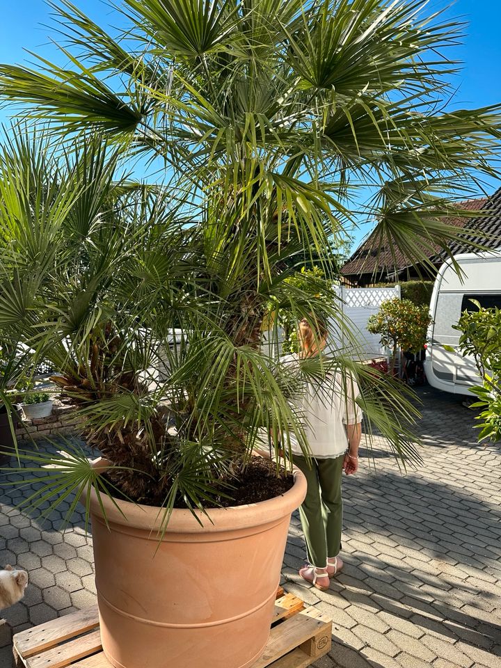 Große Palme ca 3,5 mtr in Straubing