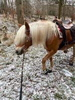 Reitbeteiligung Hessen - Ronshausen Vorschau