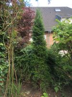 Thuja 2,20 m hoch 1 Stück Nordrhein-Westfalen - Kempen Vorschau