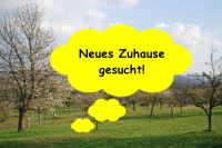 SUCHE 2-Zi.-Wg. Griesheim Pfungstadt und Umkreis Hessen - Griesheim Vorschau