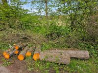 SchwarzErle - Holz Bayern - Baunach Vorschau