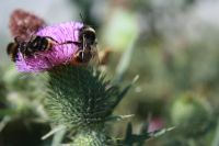 ** Kratzdistel Wildbienen-Magnet ** für naturnahen Garten Bayern - Großaitingen Vorschau
