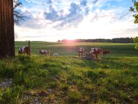 Biomilchviehbetrieb sucht Acker- und Grünlandflächen Bayern - Egling Vorschau