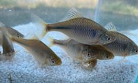 Bitterlinge, Biotopfische Bayern - Hausen Oberfr. Vorschau