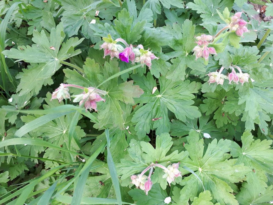 Spessartgeranien und Gartenerde kostenlos abzugeben in Veitshöchheim