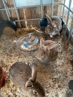 Hasen Kaninchen Bayern - Geisenfeld Vorschau