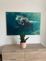 Bild auf Leinwand Elefant Niedersachsen - Oldenburg Vorschau