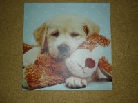 Leinwand Druck Motiv Hund 40x40 cm Niedersachsen - Bad Rothenfelde Vorschau