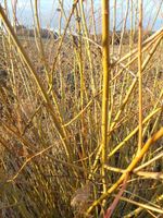 Gelbe Weide Salix alba Vitellina Dotter Weiden Heilpflanze 120 cm Baden-Württemberg - Frickingen Vorschau