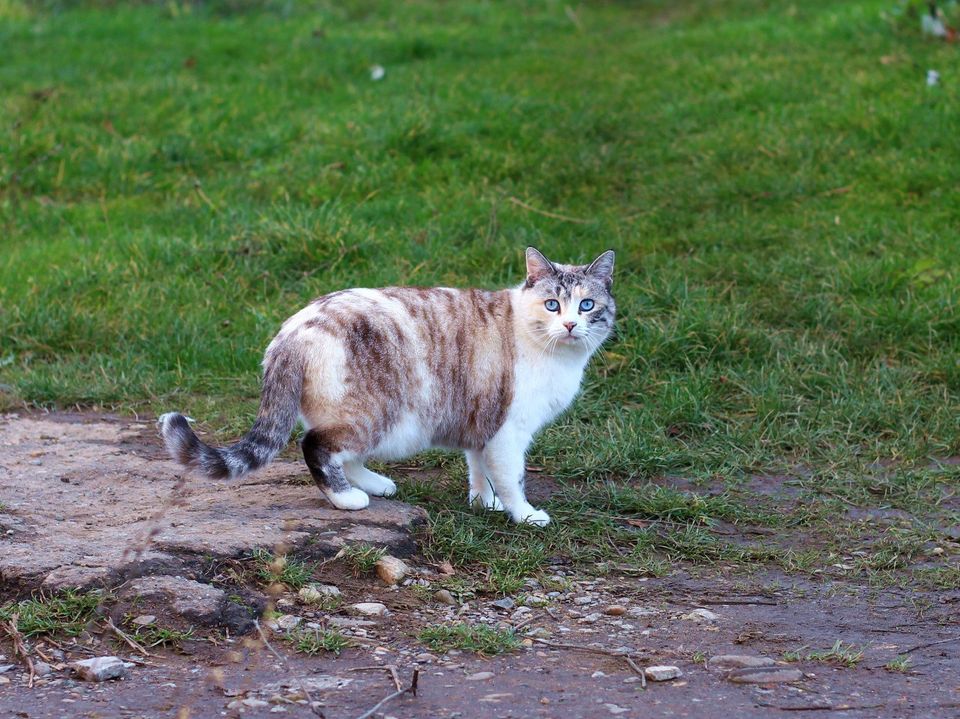 TIERSCHUTZ Katze Sabina freut sich darauf euch kennenzulernen in Hamburg