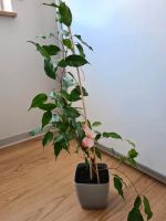Benjamini Ficus Pflanze 70cm inkl. Topf Baden-Württemberg - Kirchheim unter Teck Vorschau