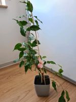 Benjamini Ficus Pflanze 70cm Baden-Württemberg - Kirchheim unter Teck Vorschau