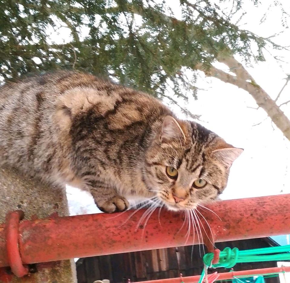 Katze vermisst in Crottendorf Erzgebirge