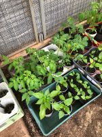 Tomatenpflanzen Hessen - Lahntal Vorschau