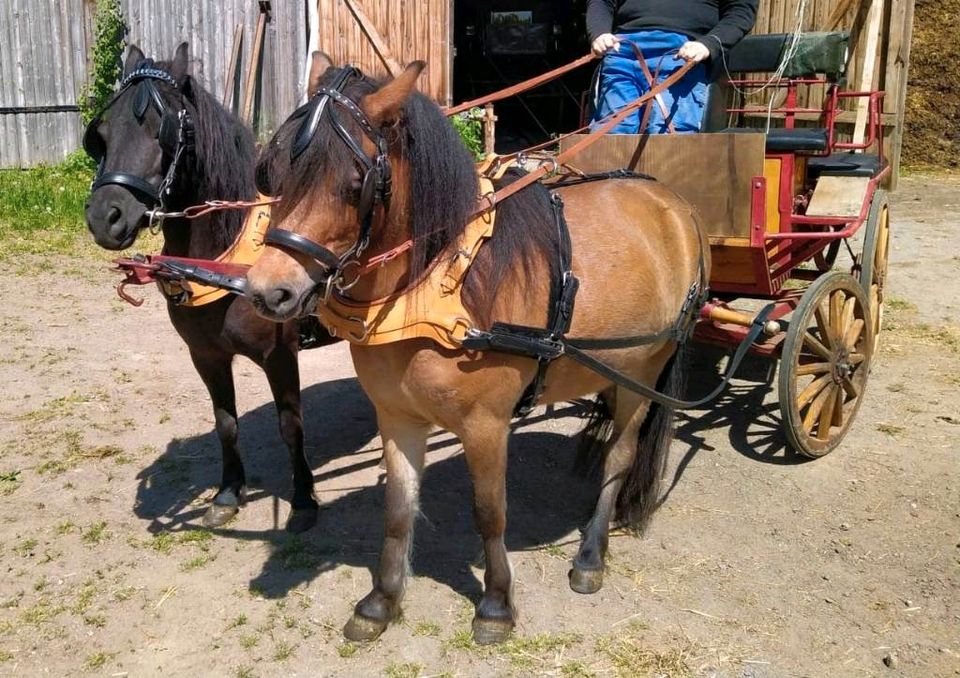 Shetty Trainingswagen / Pony Kutsche in Dorfchemnitz