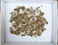 Durchwachsene Silphie Samen 10g ca. 300 Samen Bienenweide Sachsen - Limbach-Oberfrohna Vorschau