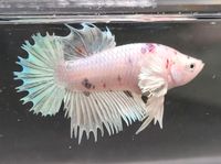 Männchen/ Betta splendens/ Kampffisch/ CTDE/ Crowntail Dumbo Niedergörsdorf - Blönsdorf Vorschau