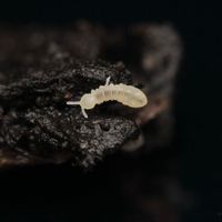 Onychiurinae sp. "Snowflakes" Springschwänze/ Bodenpolizei Baden-Württemberg - Herrenberg Vorschau