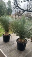 Yucca rostrata Palmen winterhart bis Minus 20 grad Baden-Württemberg - Wimsheim Vorschau