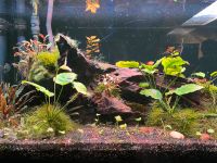 Aquarium All-Inclusive-Set Wandsbek - Hamburg Eilbek Vorschau