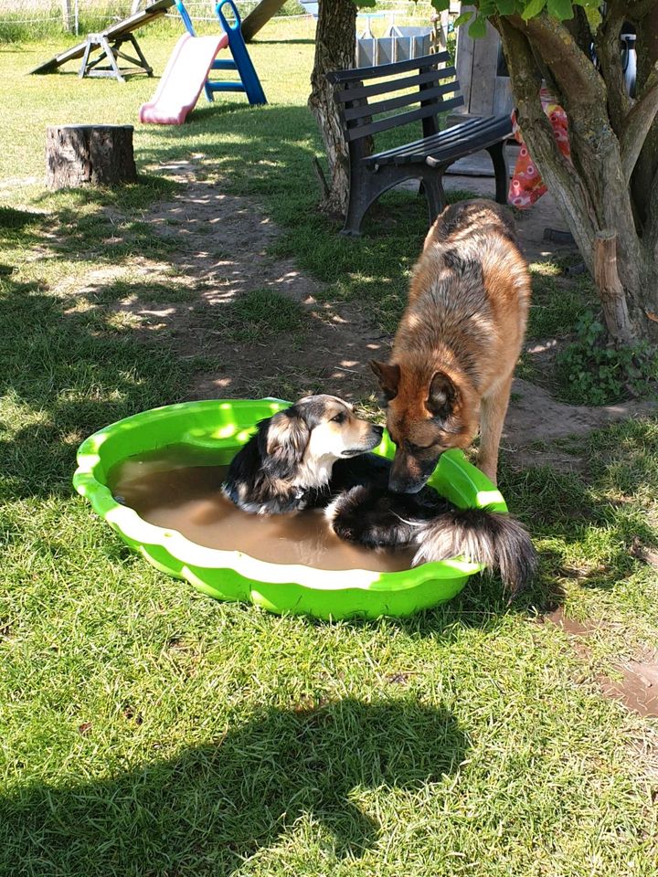 Hundeschule/Hundetraining/Welpenstunde in Stemwede