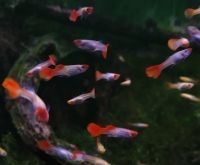 Guppy, Koi - Guppys 2-3 cm, geschlechtsreif Hessen - Wiesbaden Vorschau