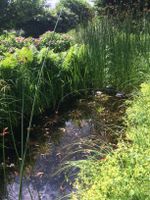 Teichpflanzen Seerosen Krebsschere Hornkraut Binsen Rohrkolben Nordrhein-Westfalen - Recklinghausen Vorschau