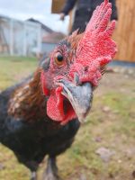 Junger Marans Gockel Hahn Hühner Bayern - Weiding Vorschau