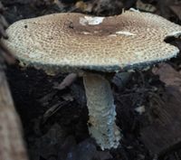 Riesenchampignon Reinkultur, Agaricus augustus, Pilzzucht Friedrichshain-Kreuzberg - Friedrichshain Vorschau