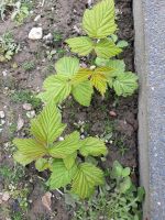 Ableger leckere ertragreiche Bio Himbeeren Nordrhein-Westfalen - Erkelenz Vorschau