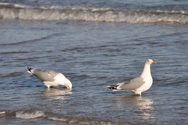 Timmendorfer Strand ❣️Top Rabatt 2024❣️ Ferien Urlaub Ostsee in Timmendorfer Strand 